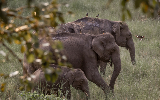 heaven tours wildlife sightseeing tours